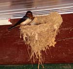 swallow with nest in our house
